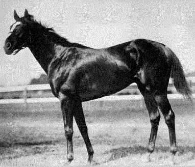 Sir Barton,&nbsp; first winner of the American Triple Crown in 1919.&nbsp; Champion 3yo colt and Horse of the Year in 1919. 